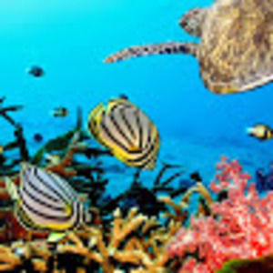 Meet your Posher, Tara